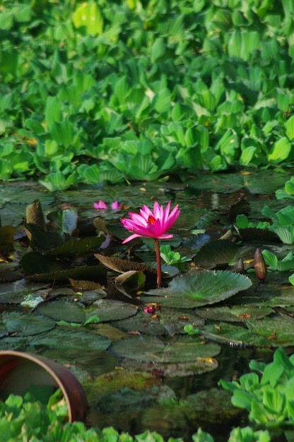 Foto close-up van de roze lotus waterlelie