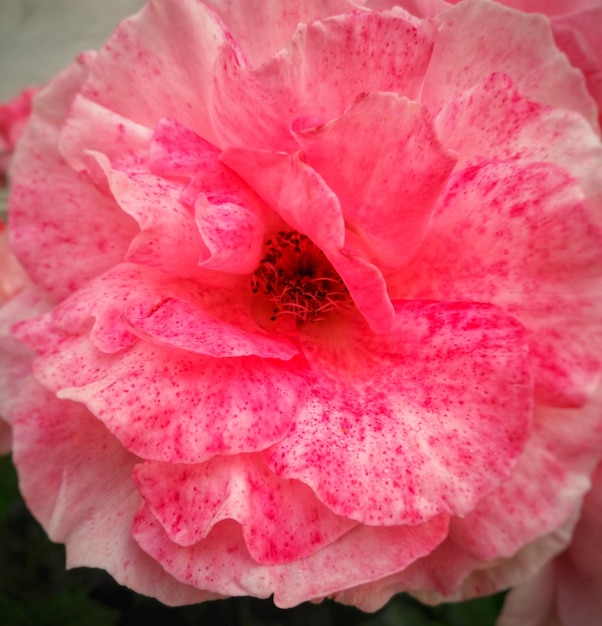 Foto close-up van de roze roos.