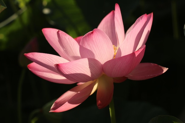 Close-up van de roze waterlelie