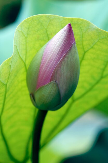 Foto close-up van de roze waterlelie