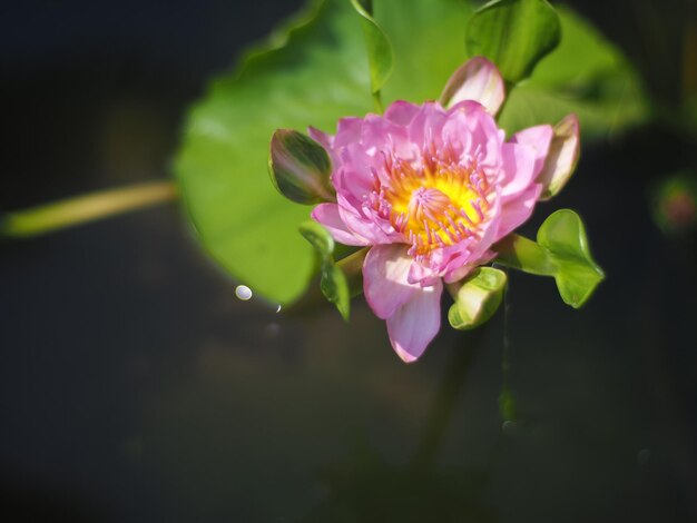 Foto close-up van de roze waterlelie