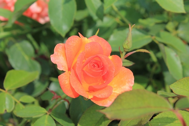 Close-up van de rozenbloei