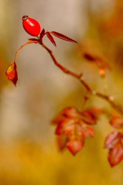 Close-up van de rozenheup