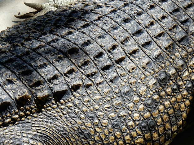 Close-up van de schaal van een krokodil