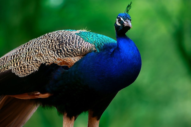 Close-up van de schattige pauw (grote en heldere vogel) op een groene achtergrond