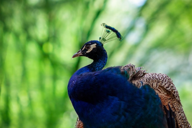 Close-up van de schattige pauw (grote en heldere vogel) op een groene achtergrond