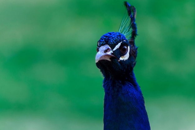 Close-up van de schattige pauw grote vogel op een groene achtergrond