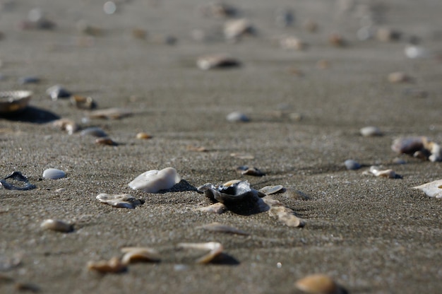 Close-up van de schelpen op het strand in Australië op een zomerdag