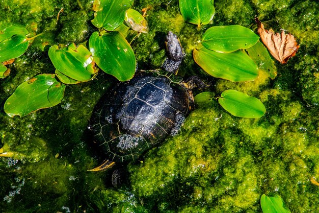 Foto close-up van de schildpad in de vijver