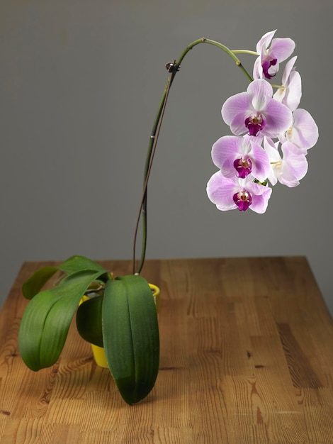 Foto close-up van de schoonheid van orchidee bloem in een vaas op een houten tafel