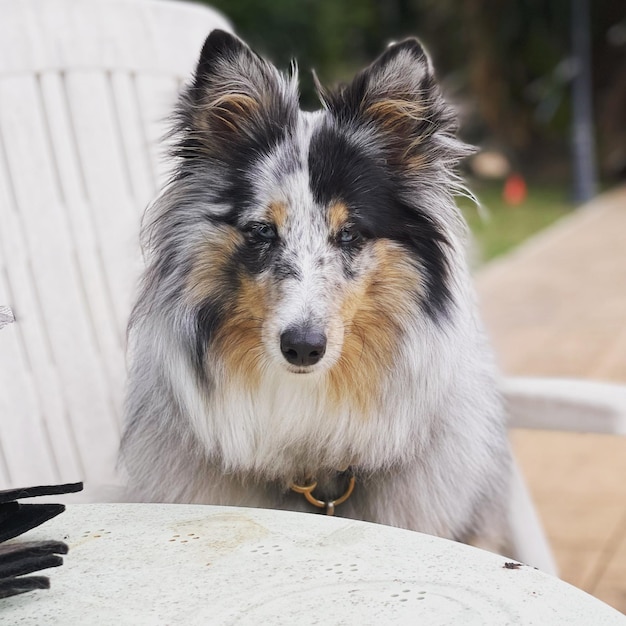 Foto close-up van de shetland schapenhond blauwe merle