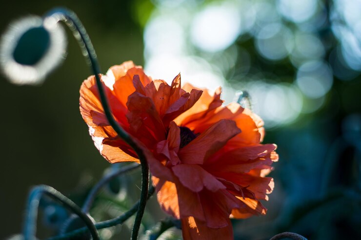 Foto close-up van de sinaasappelbloem