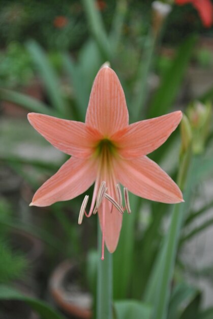 Foto close-up van de sinaasappelbloem