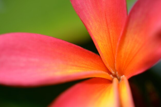 Foto close-up van de sinaasappelbloem