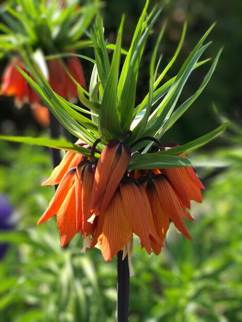 Close-up van de sinaasappelbloem