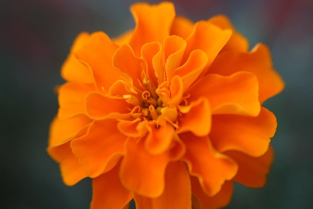 Foto close-up van de sinaasappelbloem