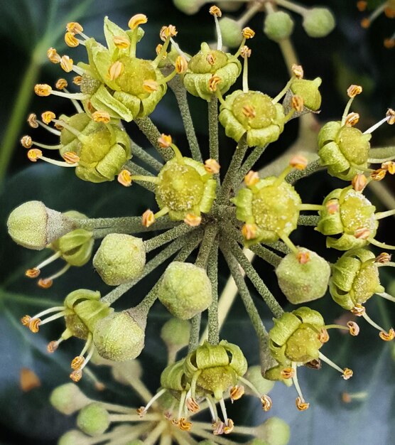 Foto close-up van de spiked plant