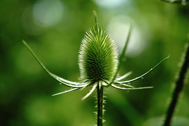 Foto close-up van de spiked plant