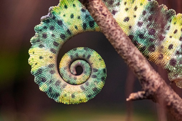 Close-up van de staart van de kameleon