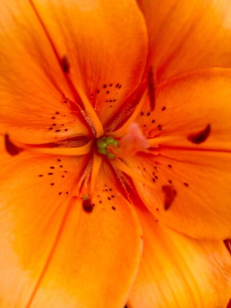 Close-up van de stamen