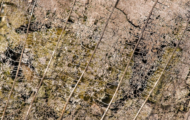 Close-up van de structuur van droge bladaders voor natuurlijke achtergrond
