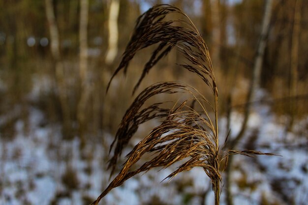 Foto close-up van de tarweplant