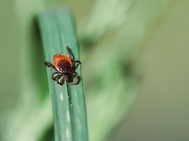 Close-up van de teek op het blad
