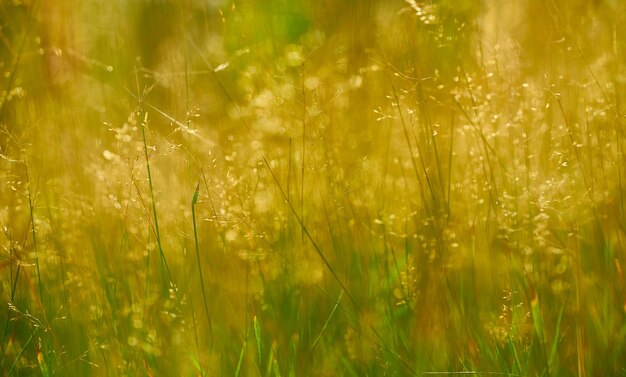 Foto close-up van de teelt op het veld