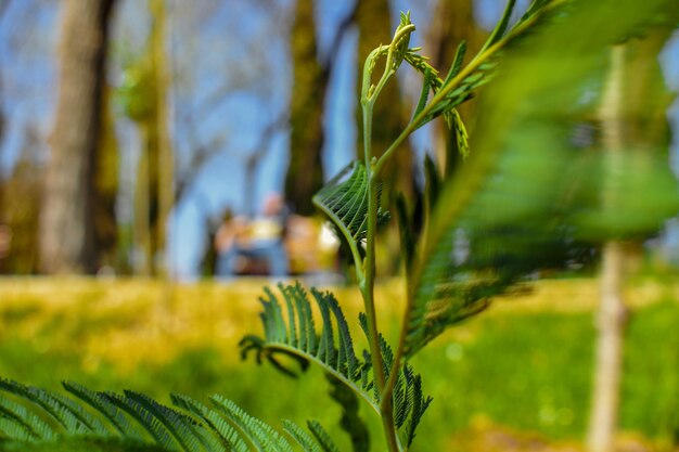 Foto close-up van de teelt op het veld