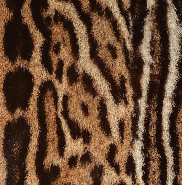 Close-up van de textuur van de jaguarhuid