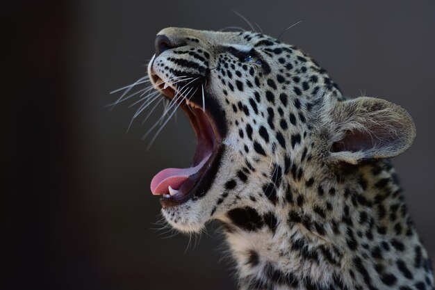 Foto close-up van de tijger die gaapt