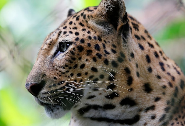 Foto close-up van de tijger