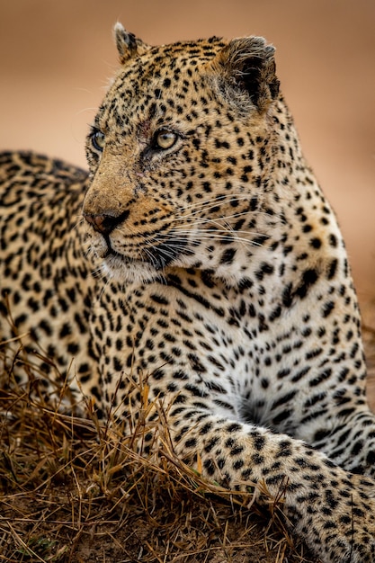 Foto close-up van de tijger