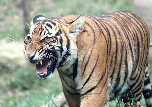 Close-up van de tijger