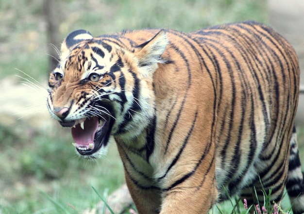 Foto close-up van de tijger