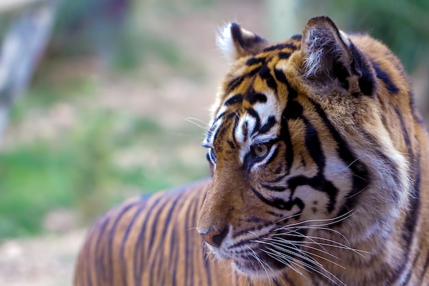 Close-up van de tijger