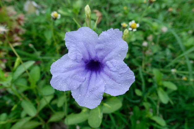 Close-up van de violette bloem van de Ruellia tuberosa-plant met druppels