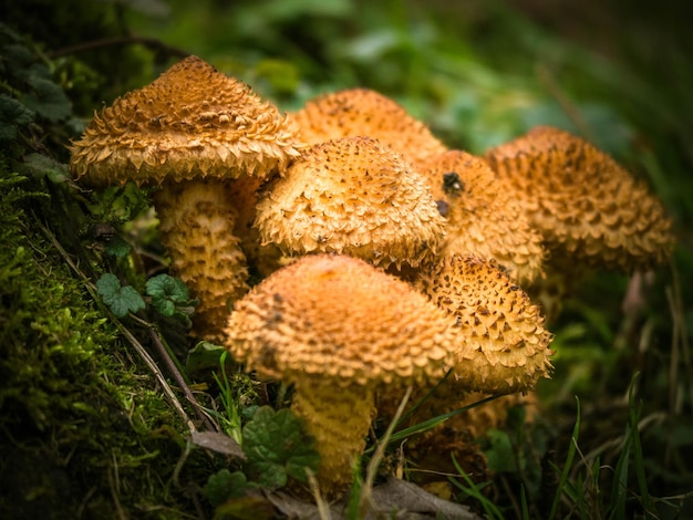 Foto close-up van de vliegagarische paddenstoel