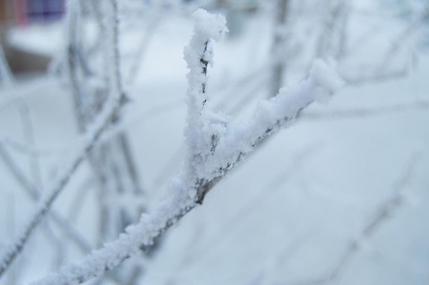 Close-up van de vorst op de takken in de sneeuwzonsondergang van het winterpark