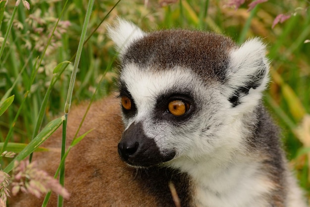 Close-up van de waakzame lemur die wegkijkt