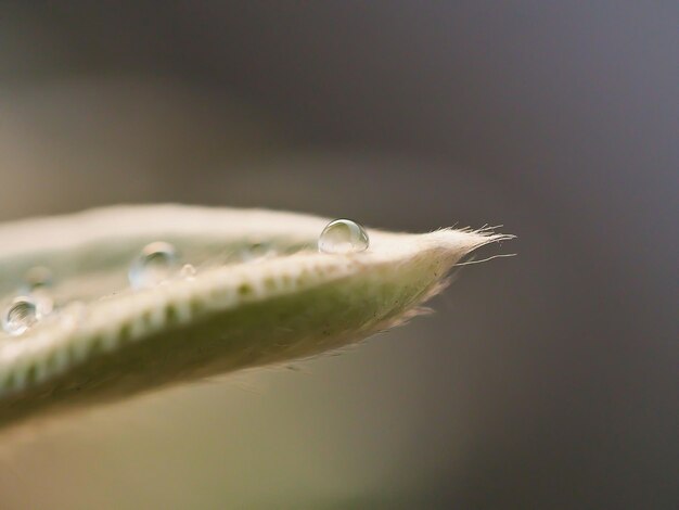 Foto close-up van de waterdruppel op de plant