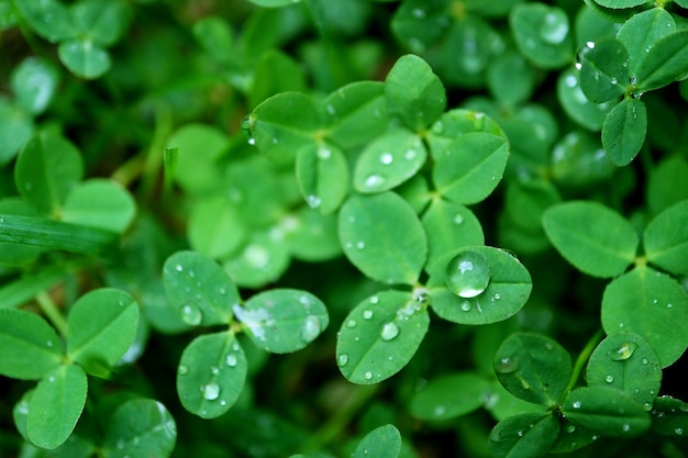 Close-up van de waterdruppel op een klavertje drie op wazig klaverveld na de regen