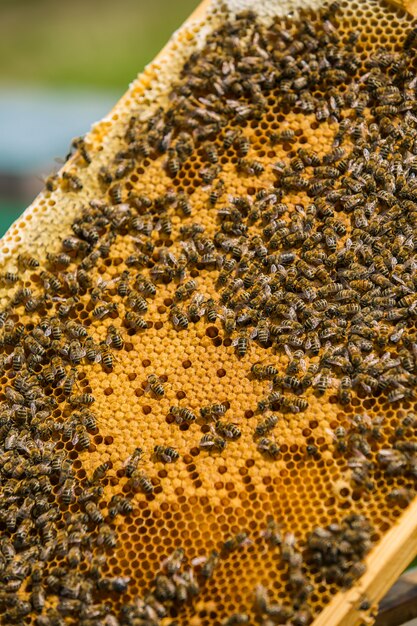 Close-up van de werkende bijen op honingcellen. werkende bijen op honingraat