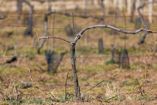 Close-up van de wijngaard in de lente klaar voor het nieuwe seizoenswijnconcept