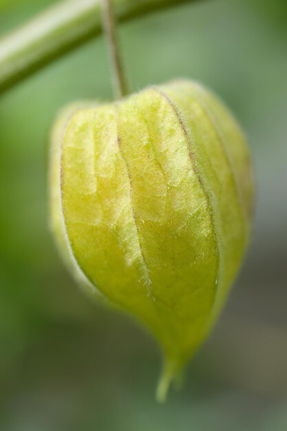 Foto close-up van de winterkersen