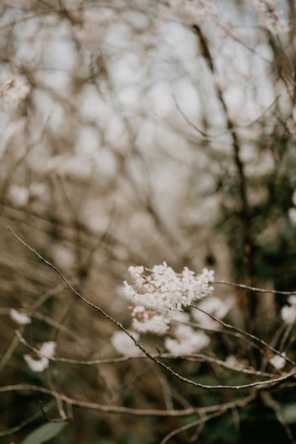 Close-up van de witte kersenbloesemboom