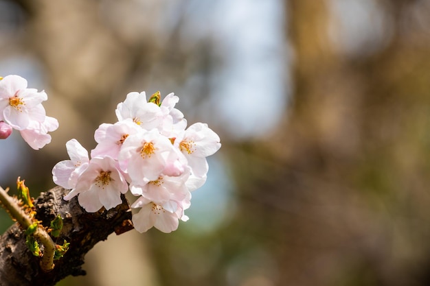 Close-up van de witte kersenbloesemboom