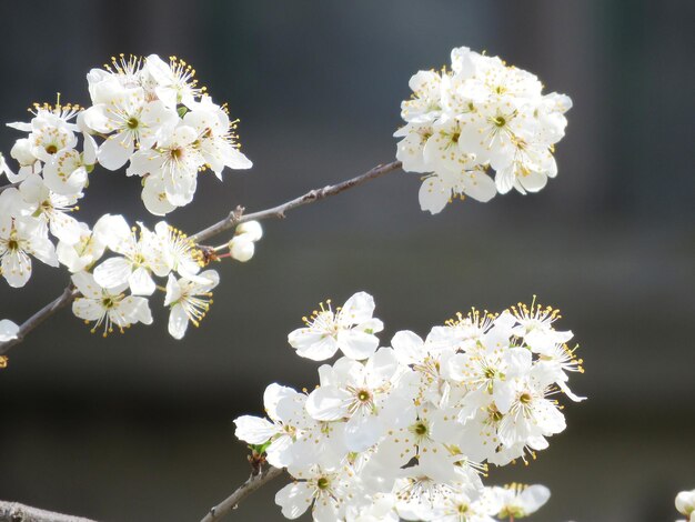 Foto close-up van de witte kersenbloesemboom