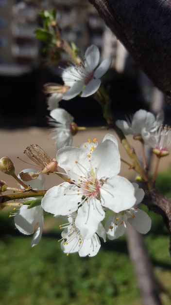 Foto close-up van de witte kersenbloesemplant