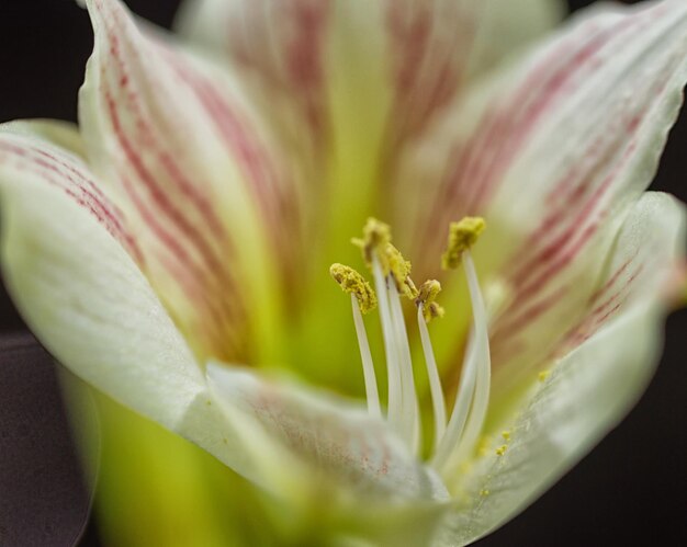 Foto close-up van de witte lelie